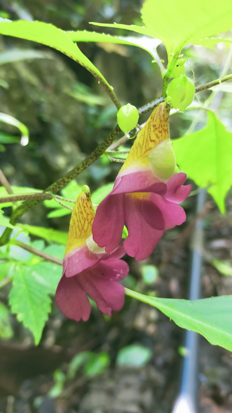 Impatiens ruthiae photo 2