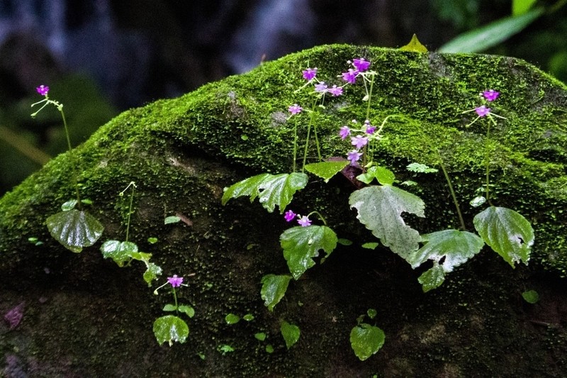 Impatiens sahyadrica