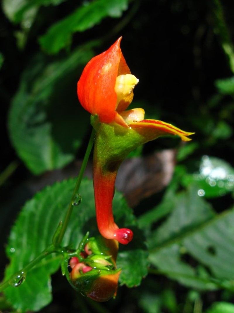 Impatiens sakeriana