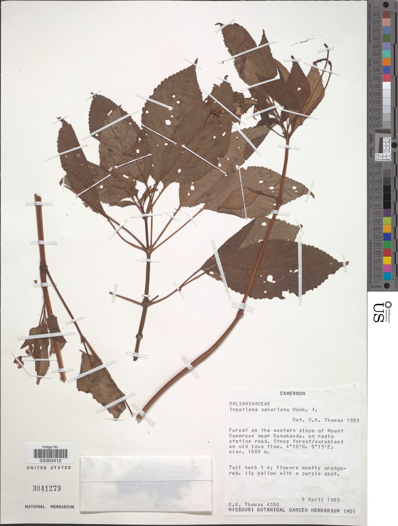 Impatiens sakeriana photo 2