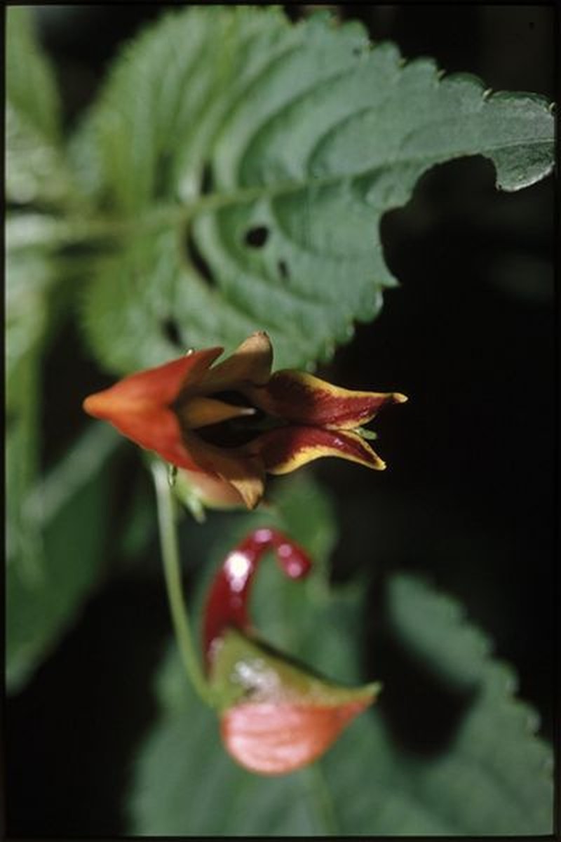Impatiens sakeriana photo 3