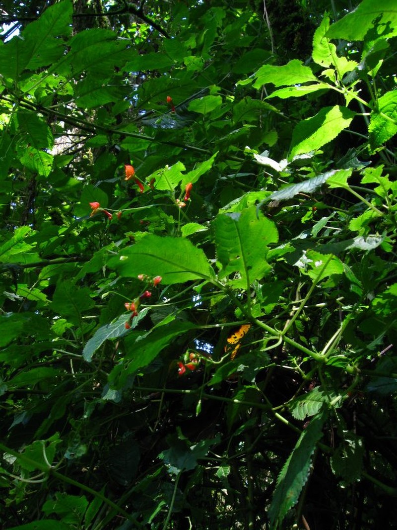Impatiens sakeriana photo 4