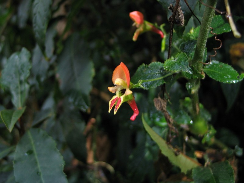 Impatiens sakeriana photo 5
