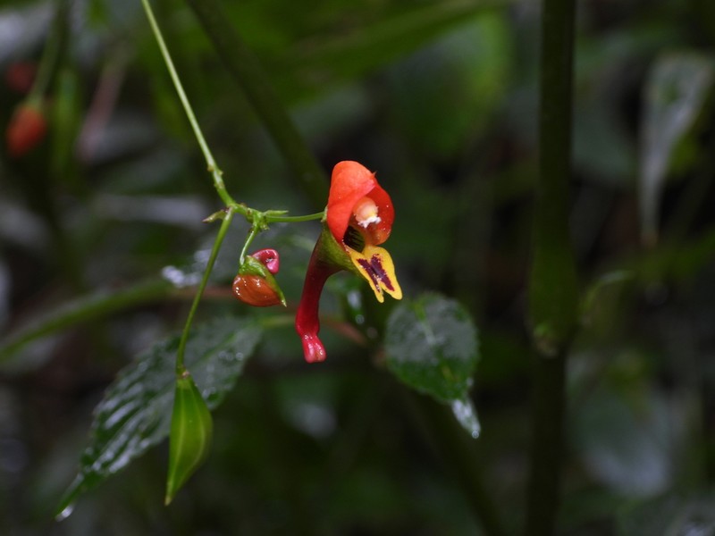 Impatiens sakeriana photo 6