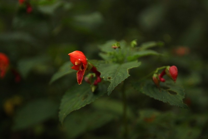Impatiens sakeriana photo 7