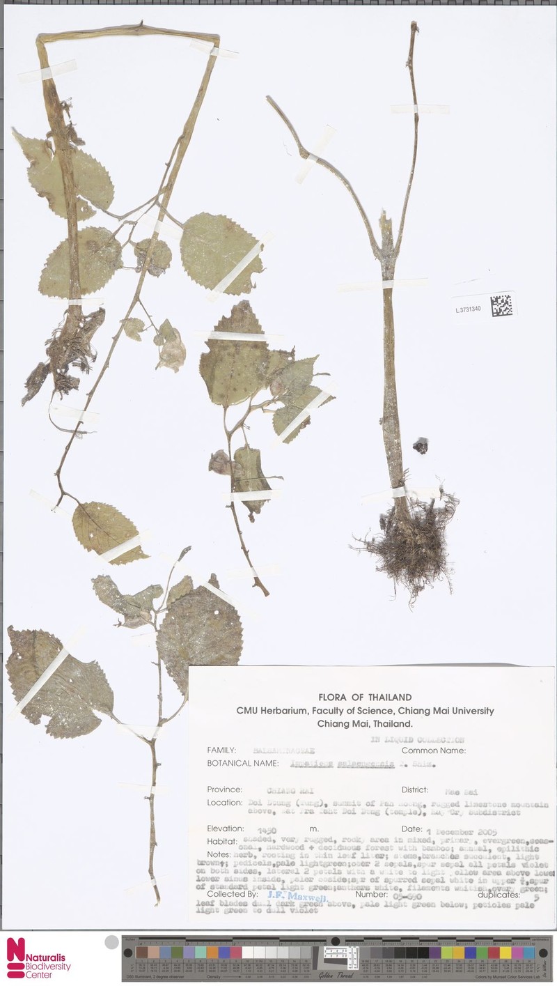 Impatiens salaengensis