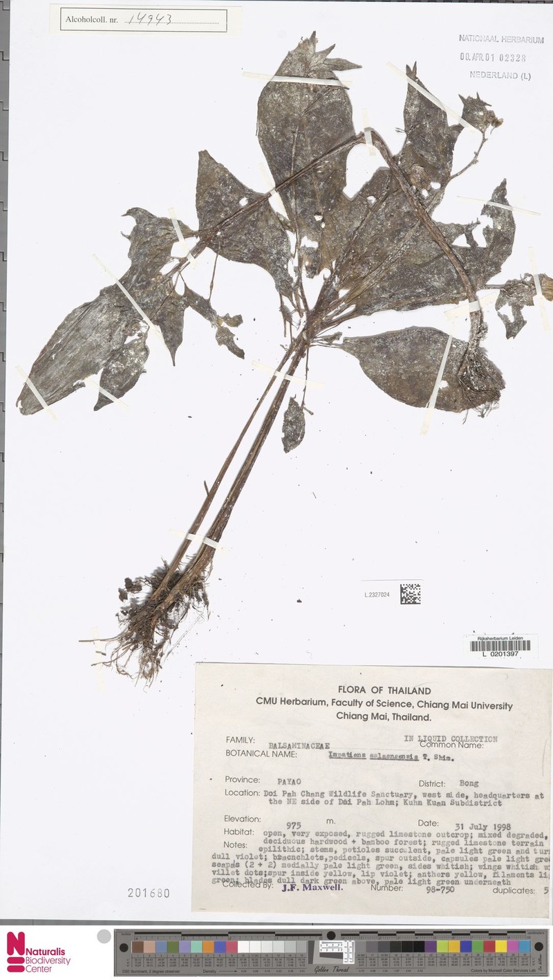Impatiens salaengensis photo 2
