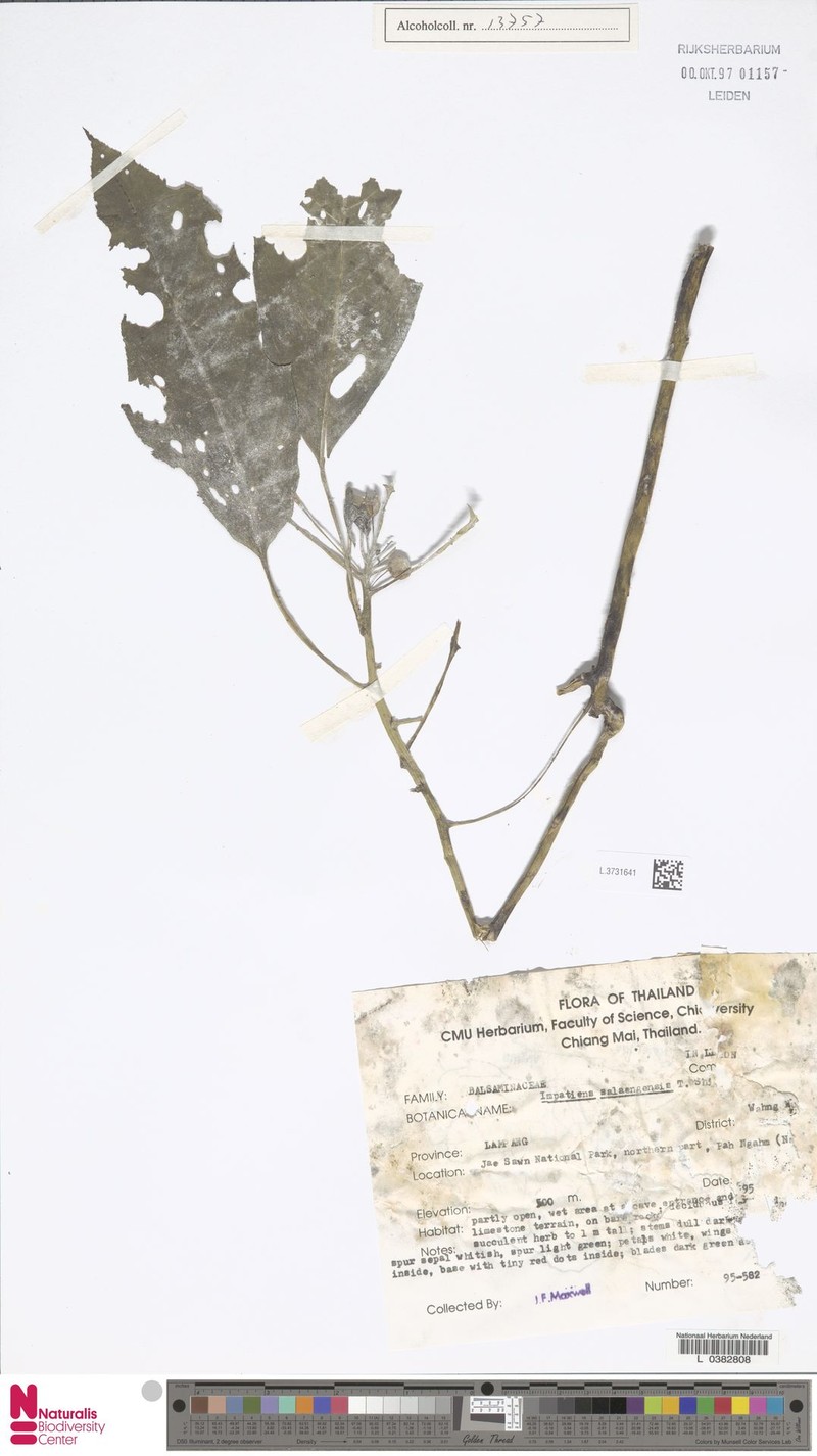 Impatiens salaengensis photo 3