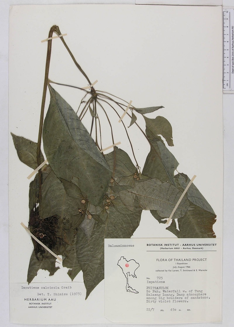 Impatiens salaengensis photo 4