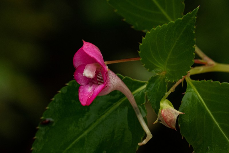 Impatiens salpinx photo 2
