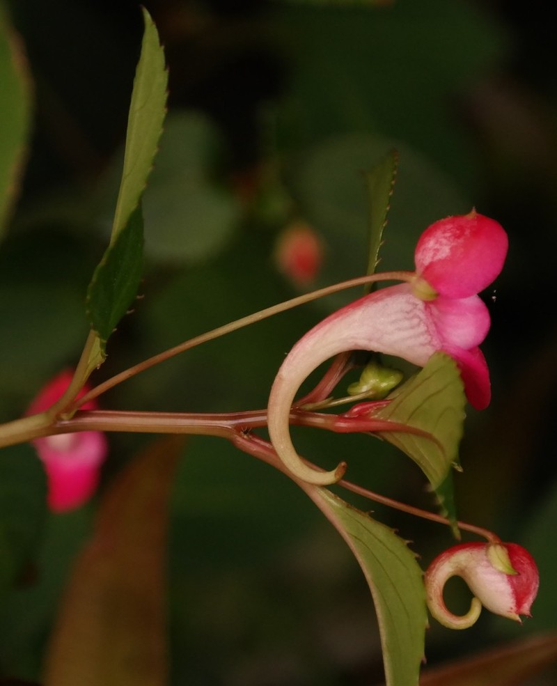 Impatiens salpinx photo 3