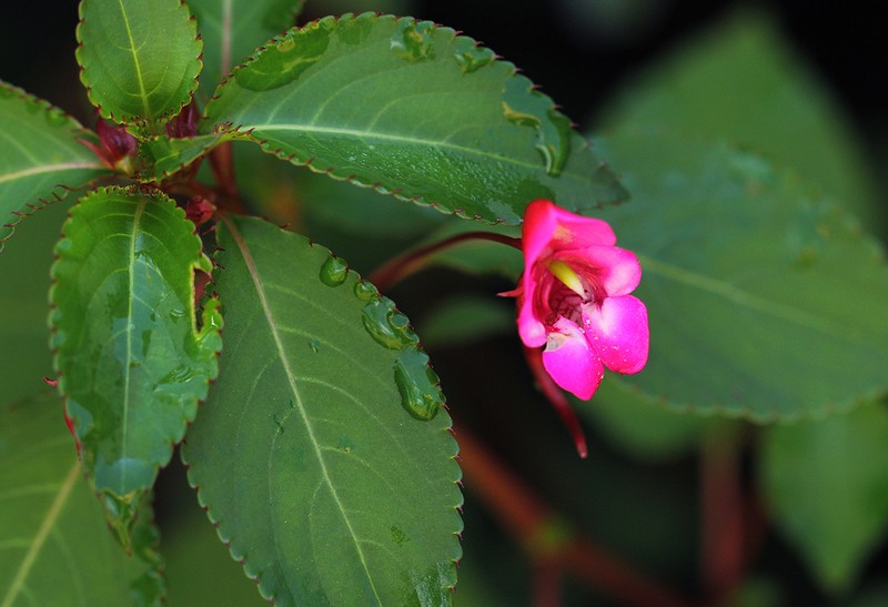 Impatiens salpinx photo 4