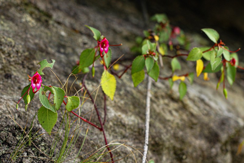 Impatiens salpinx photo 5