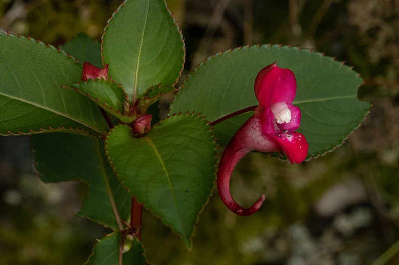 Impatiens salpinx photo 6