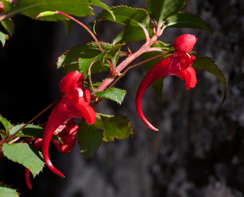 Impatiens salpinx photo 7