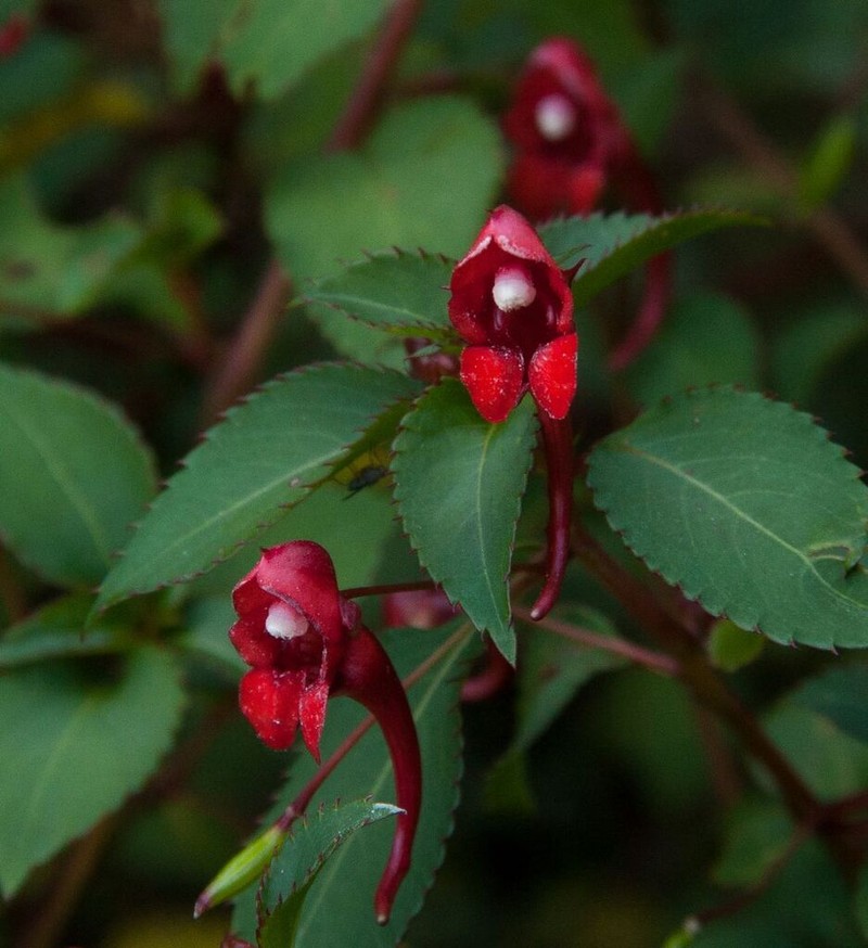 Impatiens salpinx photo 8