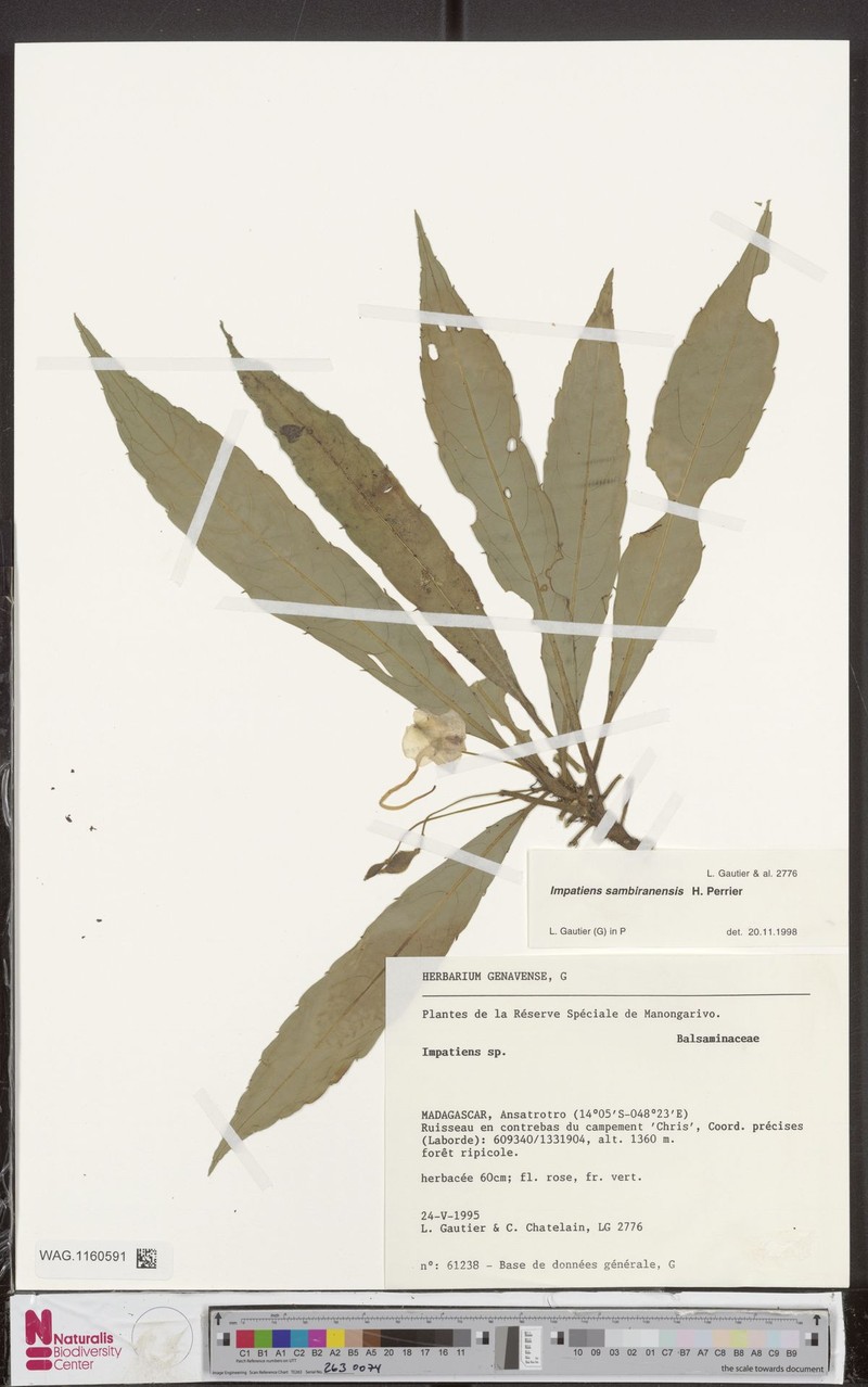 Impatiens sambiranensis