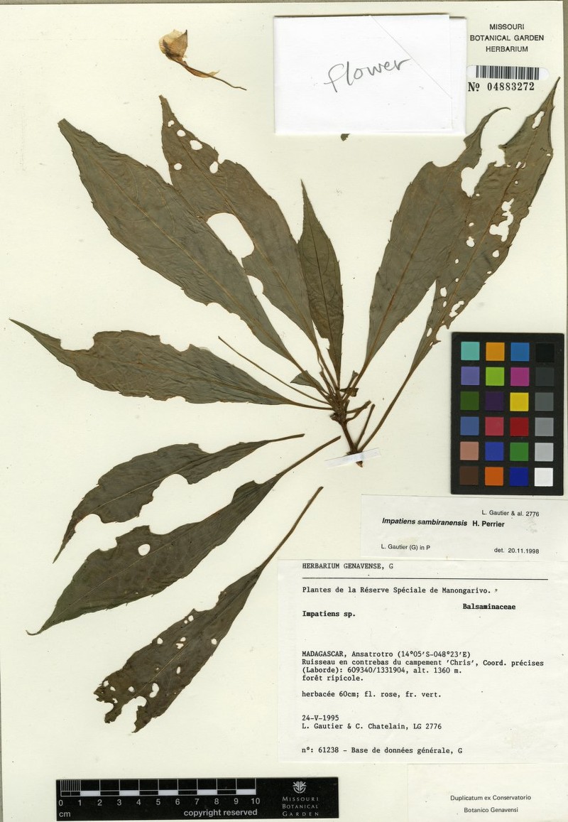 Impatiens sambiranensis photo 2