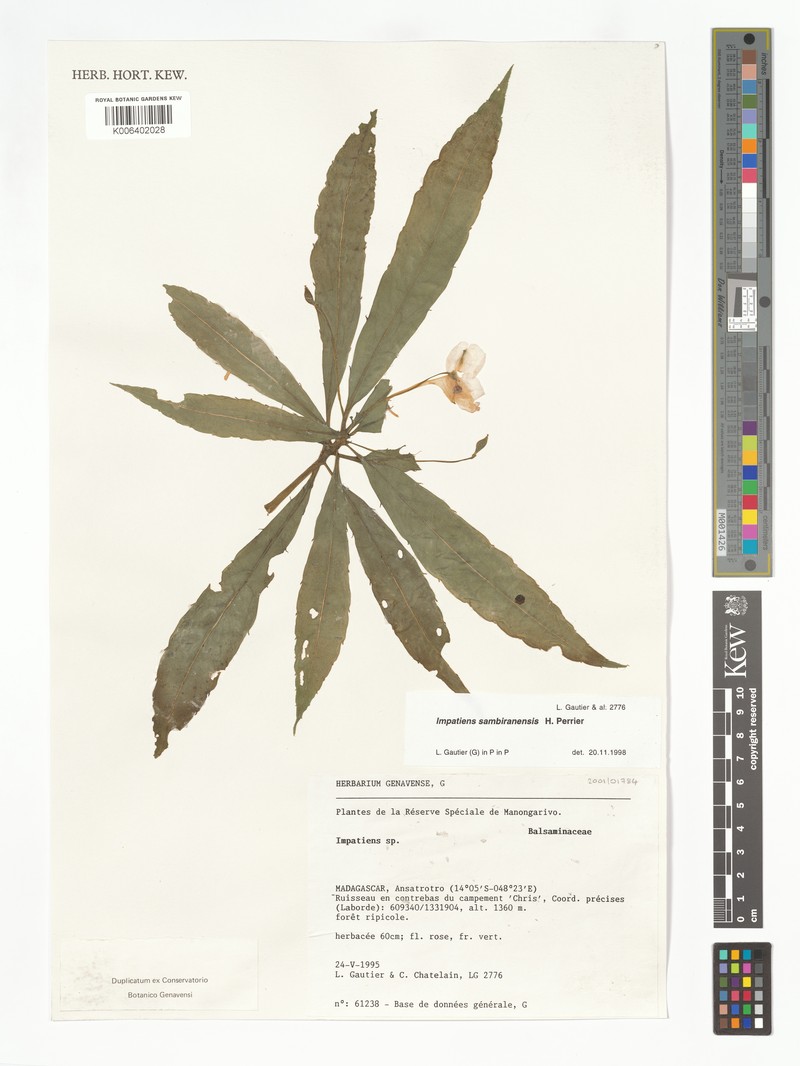 Impatiens sambiranensis photo 3