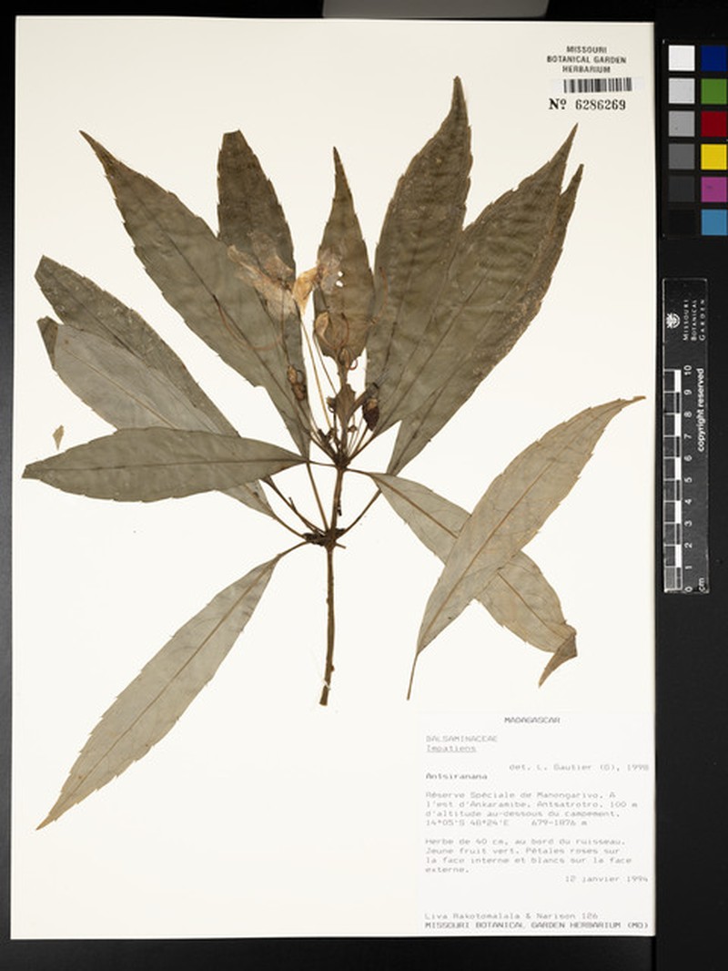 Impatiens sambiranensis photo 4