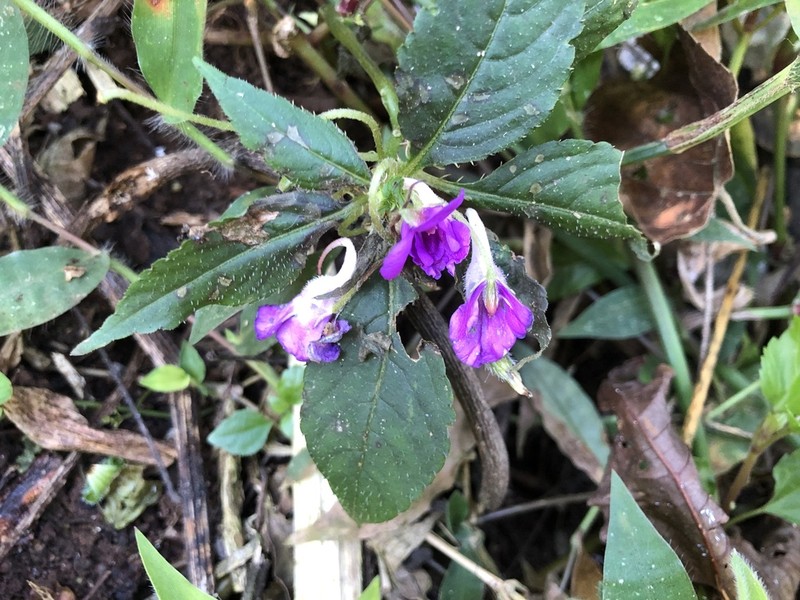 Impatiens santisukii