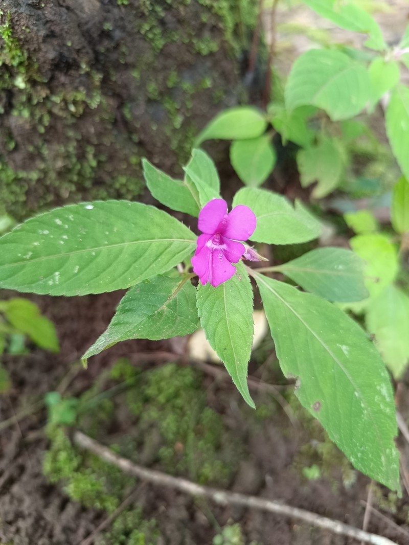 Impatiens santisukii photo 2