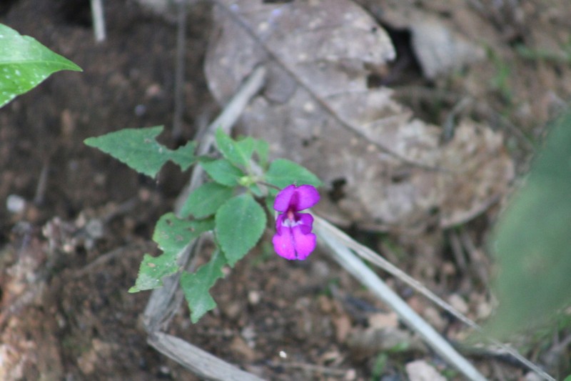 Impatiens santisukii photo 3