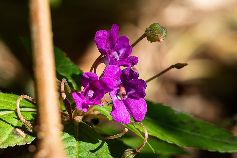 Impatiens santisukii photo 4