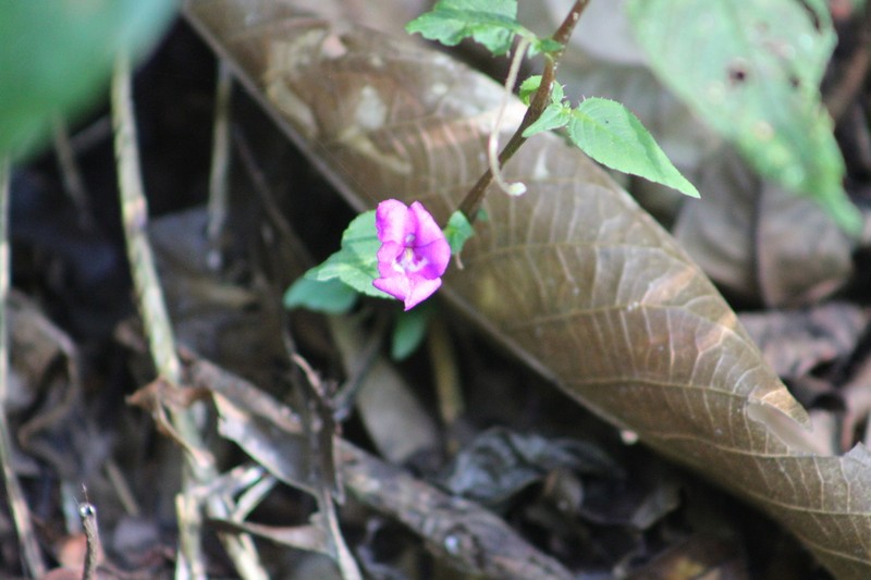 Impatiens santisukii photo 5