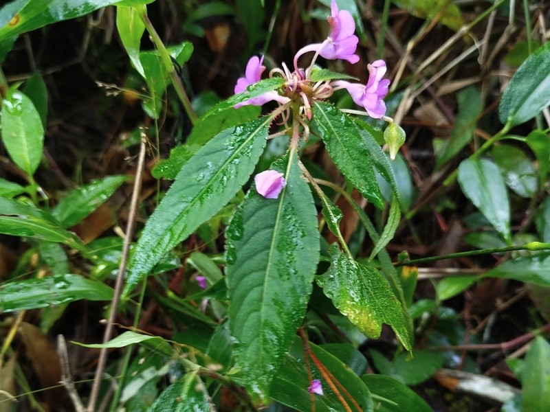 Impatiens santisukii photo 6