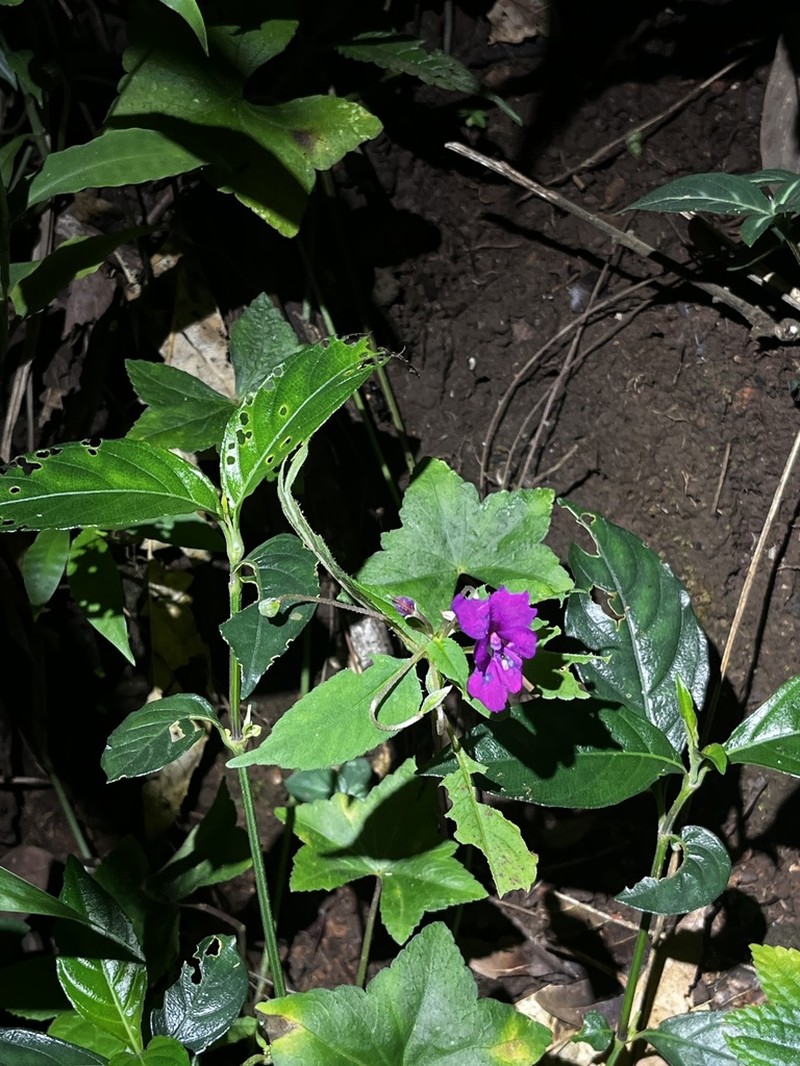Impatiens santisukii photo 7