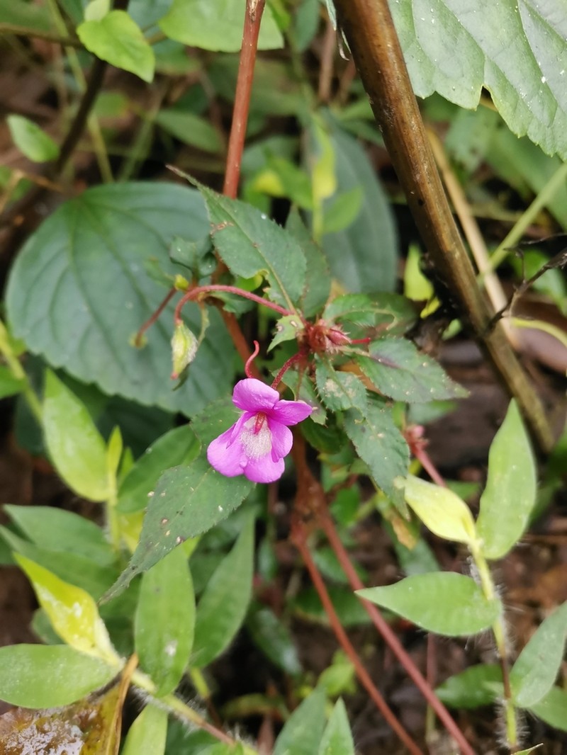 Impatiens santisukii photo 8