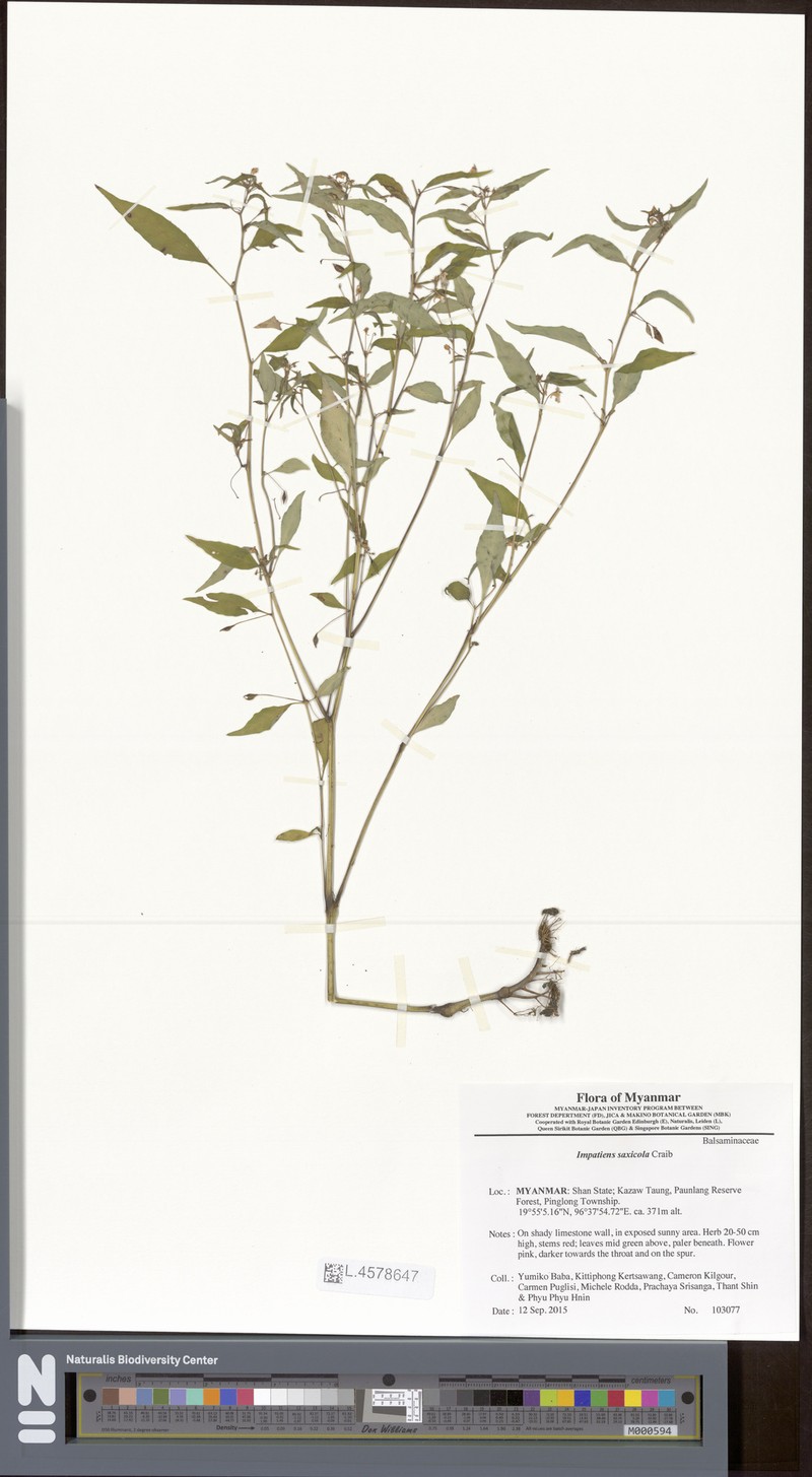 Impatiens saxicola