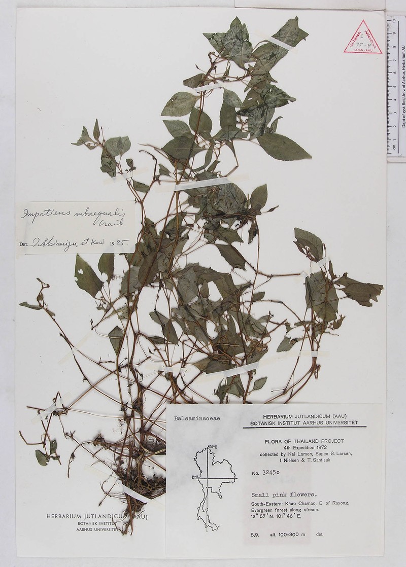 Impatiens saxicola photo 2