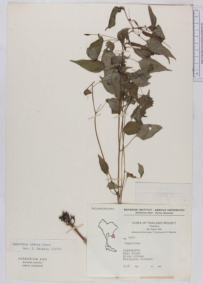 Impatiens saxicola photo 3