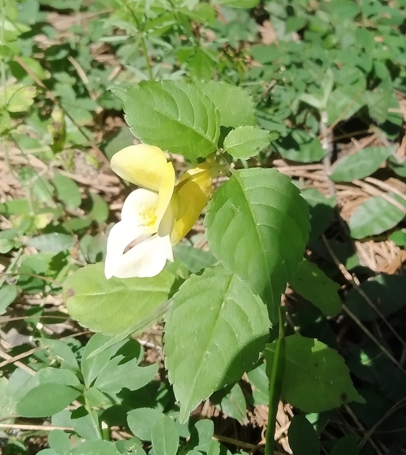 Impatiens scabrida
