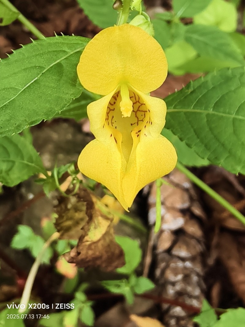 Impatiens scabrida photo 2