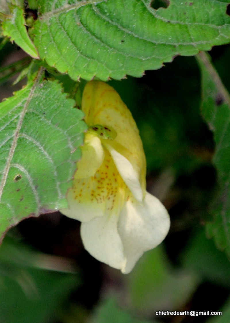 Impatiens scabrida photo 3
