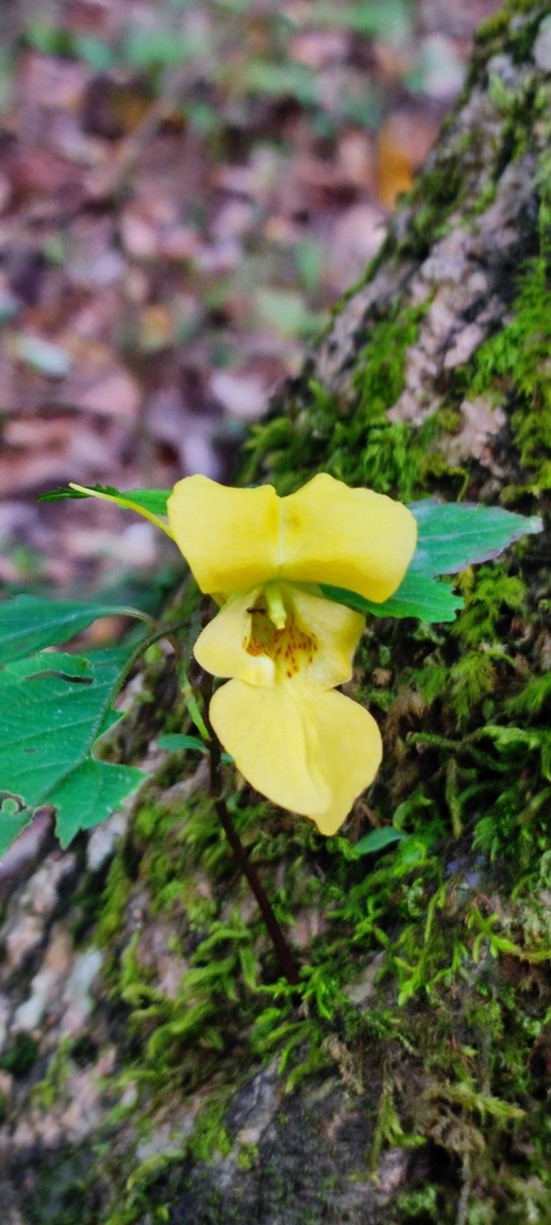 Impatiens scabrida photo 4