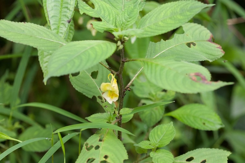 Impatiens scabrida photo 5