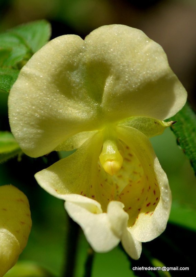 Impatiens scabrida photo 6