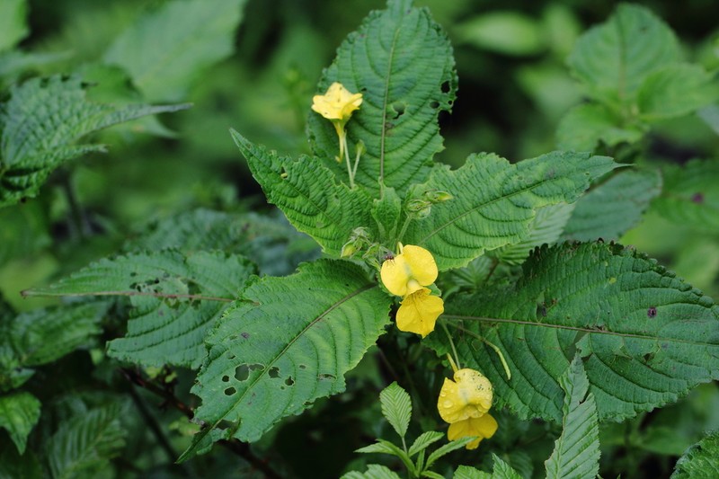 Impatiens scabrida photo 7