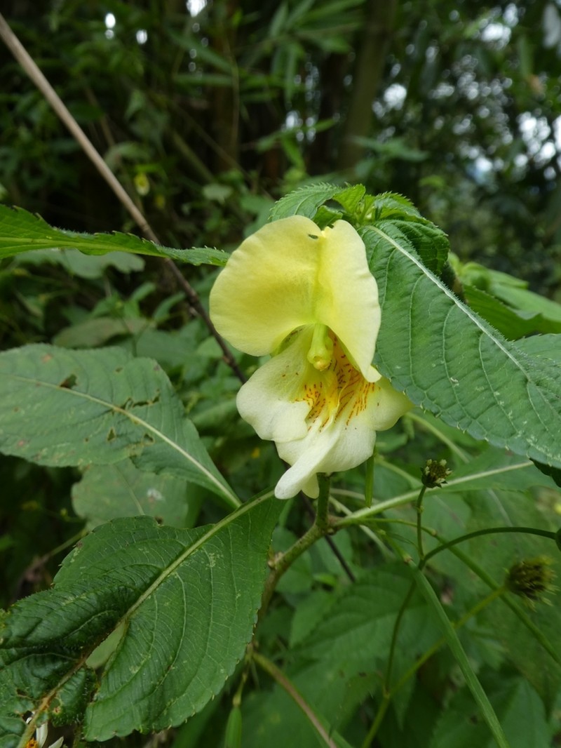 Impatiens scabrida photo 8