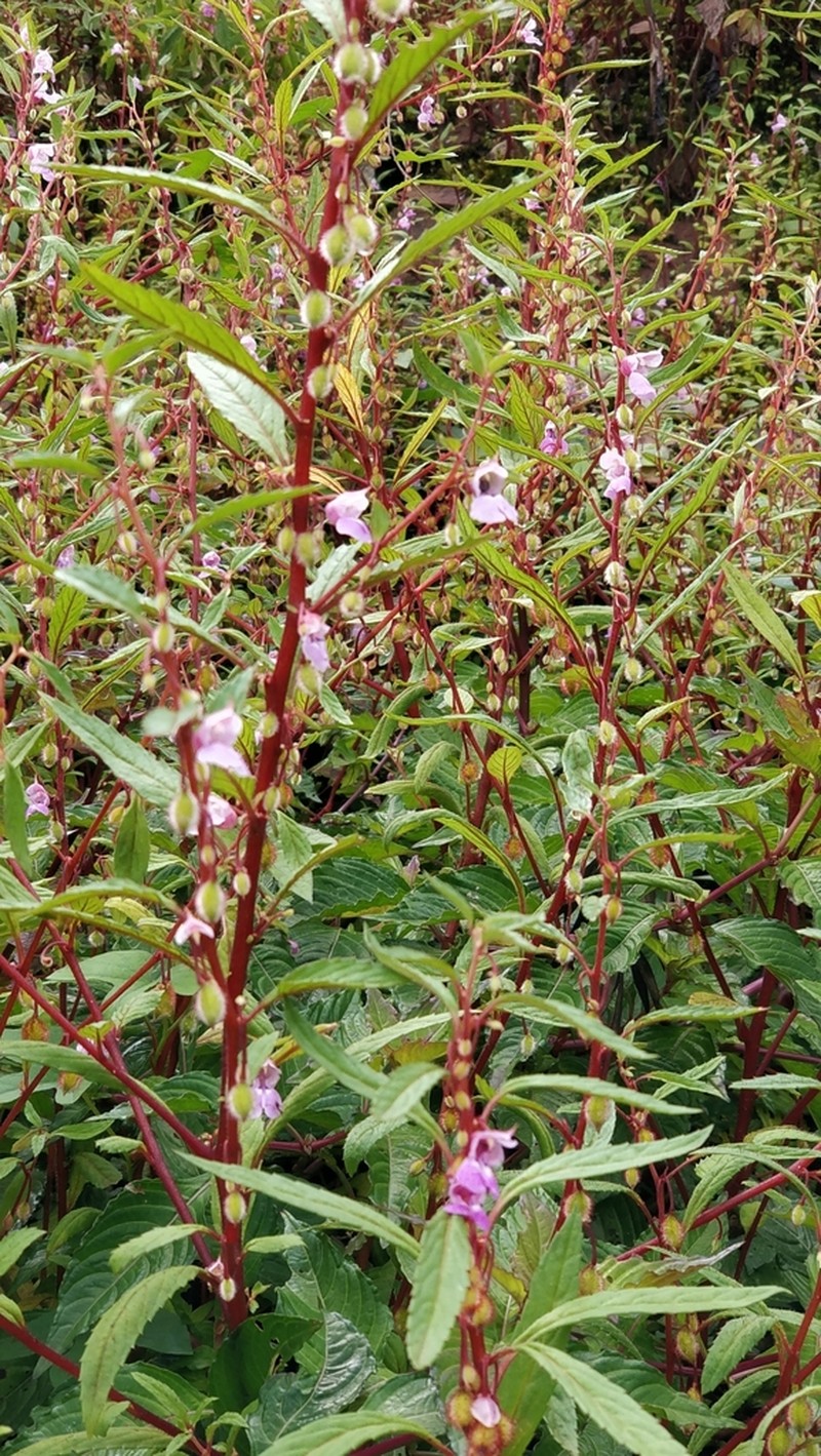 Impatiens scabriuscula