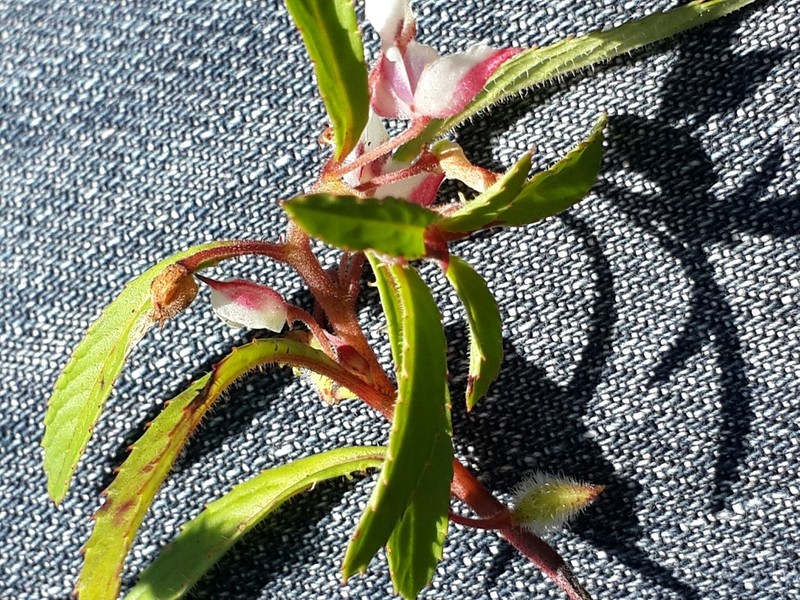 Impatiens scabriuscula photo 3