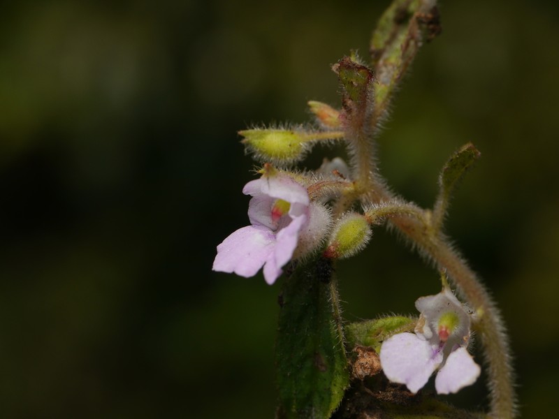 Impatiens scabriuscula photo 4