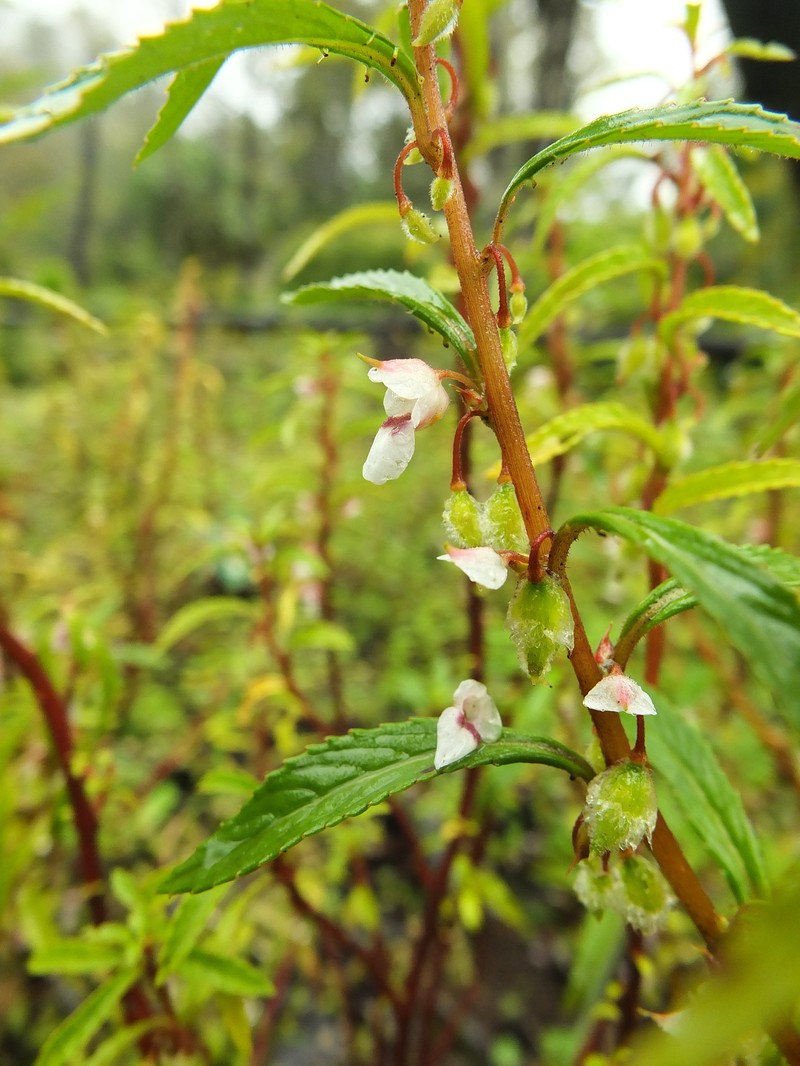 Impatiens scabriuscula photo 5