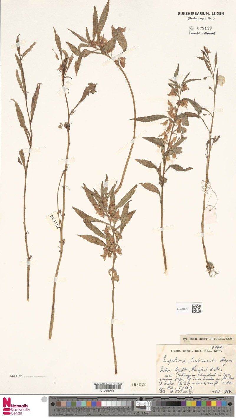 Impatiens scabriuscula photo 6