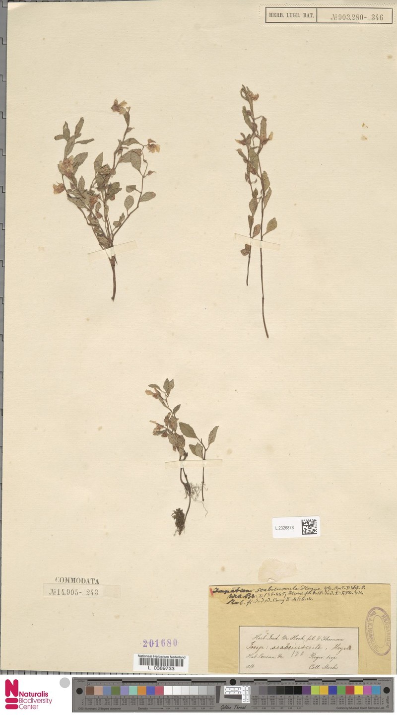 Impatiens scabriuscula photo 7