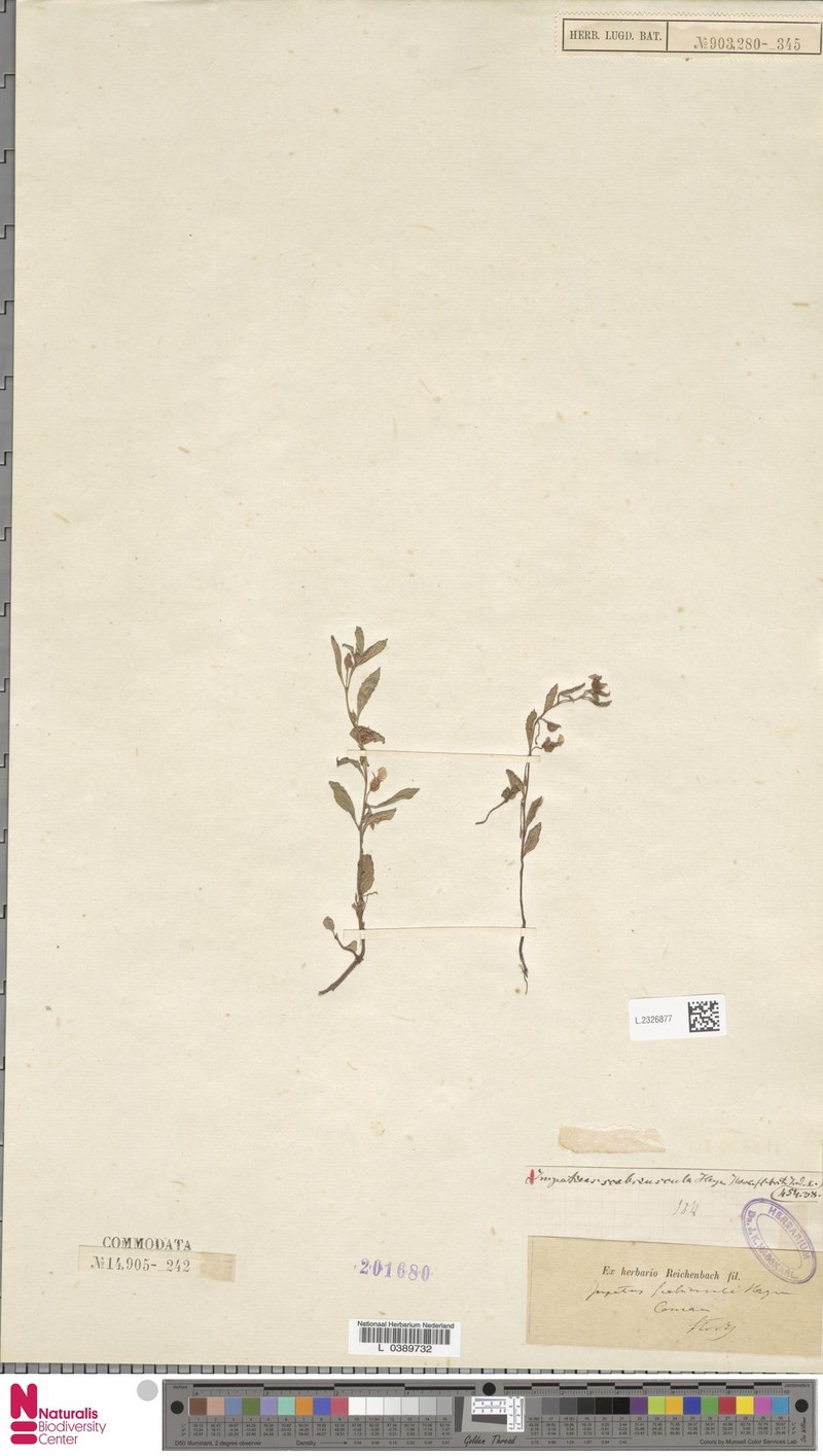 Impatiens scabriuscula photo 8